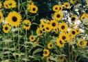 Sunflowers and Bees