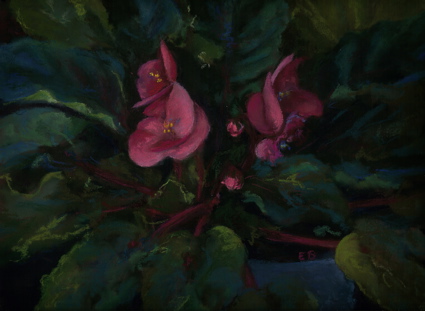 Pink African Violets
