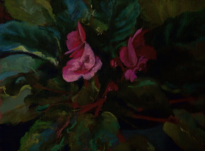 pink violets in progress