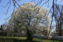 Bradford Pear