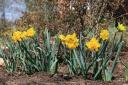 Daffodils
