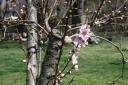 Peach Blossoms