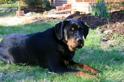 Daisy