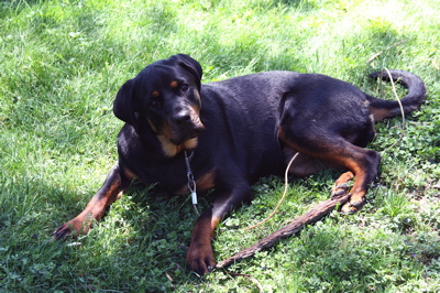 Daisy Dog