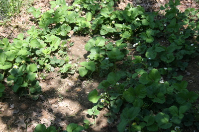 Strawberries