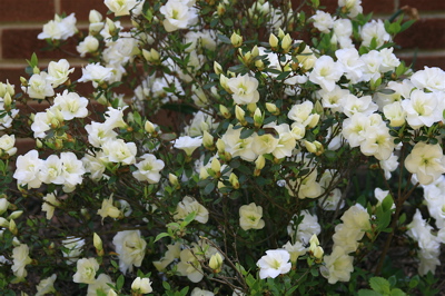White Azalea