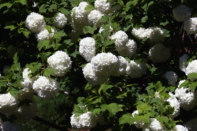 Snoball Bush