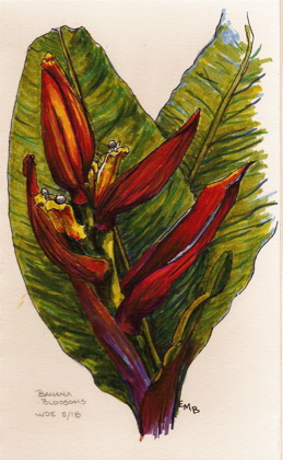 Banana Blossoms