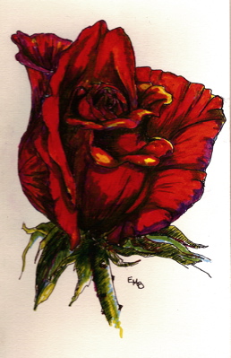 Rose, 8x5