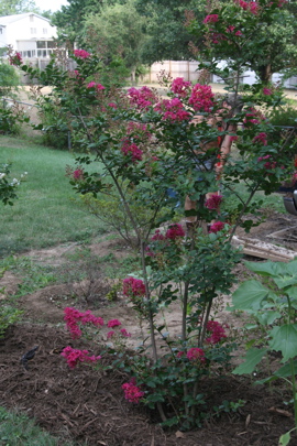 red crepe myrtle