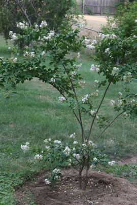 white crepe myrtle