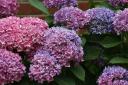 Hydrangea