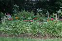 Veggie Garden