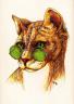 Cool Cat