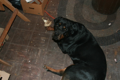 Ugly brown linoleum with cute dog.