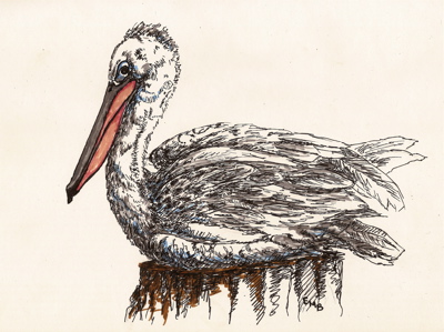 Mr. Pelican, ink