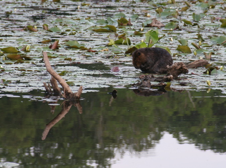 Beaver1