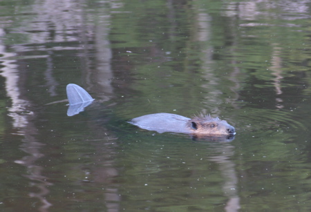 Beaver2