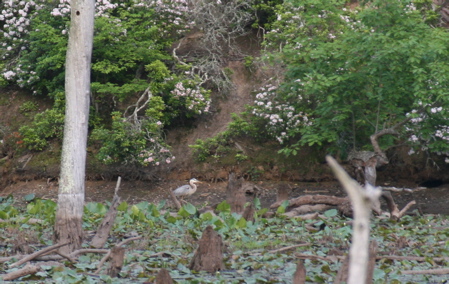 Heron(Johnny Crane?)