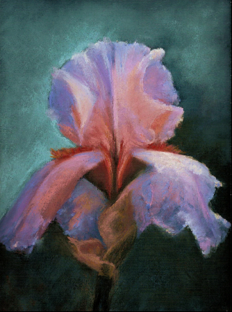 Iris Morning