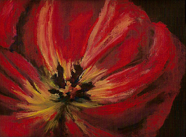 Olikas Red Tulip